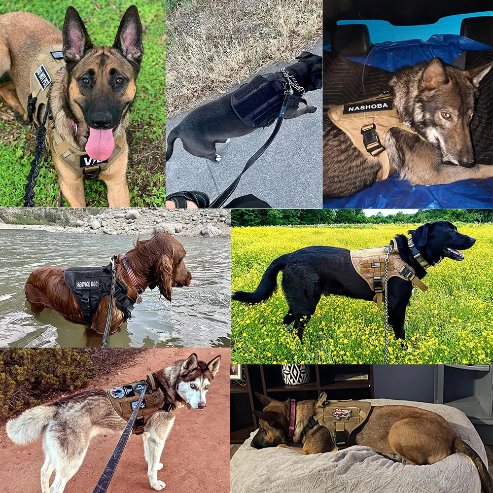 Durable Dog Harness And Leash Set For Training And Walking